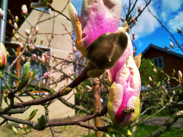schöne erste Frühlingsblume Magnolie im Garten - Foto, Bild