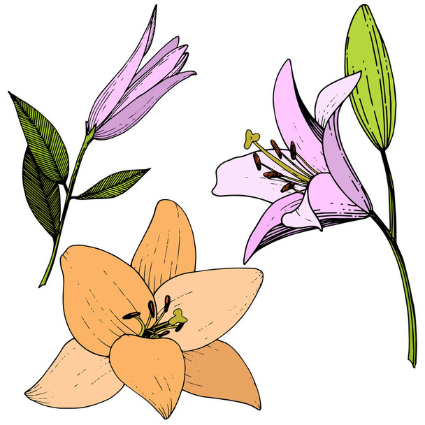 Pembe ve turuncu lily botanik çiçek vektör. Oyulmuş mürekkep sanat. İzole zambak resim öğesi. - Vektör, Görsel