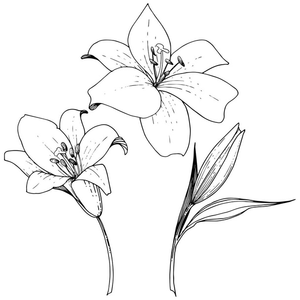 Vector Lily floral botanical flower. Black and white engraved ink art. Isolated lilies illustration element. - Vector, afbeelding