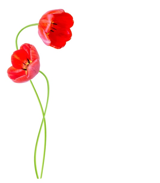 Frühlingsblumen Tulpen  - Foto, Bild