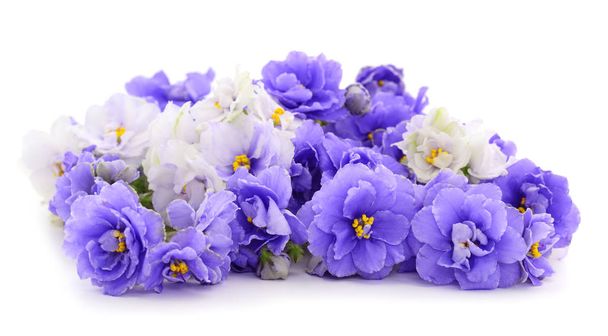 Violets beautiful flowers. - Photo, Image