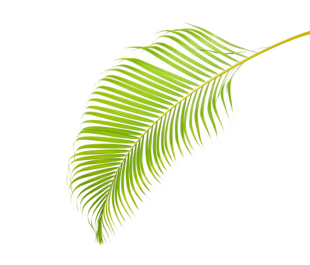 Feuilles de palmier jaune (Dypsis lutescens) ou palmier à canne dorée, feuilles de palmier Areca, feuillage tropical isolé sur fond blanc avec chemin de coupe                                 - Photo, image