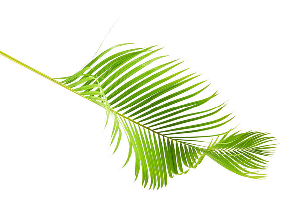 Feuilles de palmier jaune (Dypsis lutescens) ou palmier à canne dorée, feuilles de palmier Areca, feuillage tropical isolé sur fond blanc avec chemin de coupe                                 - Photo, image