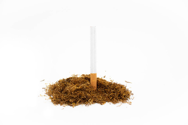 Szivar egy köteg természetes dohány fehér alapon. Szárított növény. - Fotó, kép