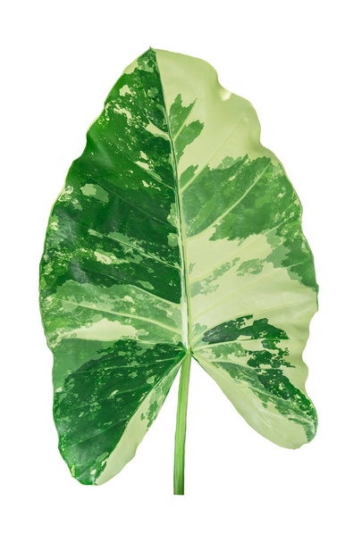 Variegated caladium leaf in white background. - Fotografie, Obrázek