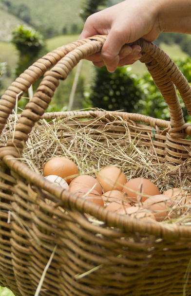Mano con canasta de huevos frescos fondo verde - Foto, Imagen