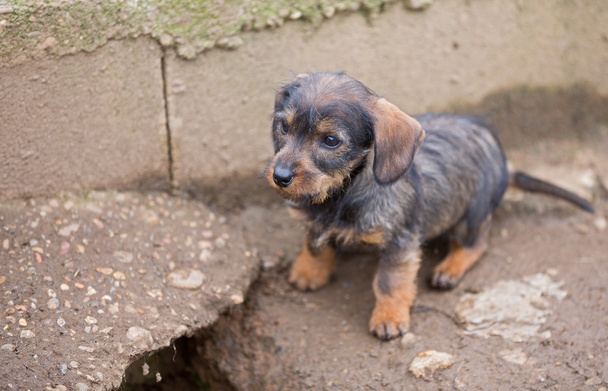 Pequeño dachshund marrón primer plano
 - Foto, imagen