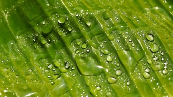 Wet Green Leaf - Footage, Video