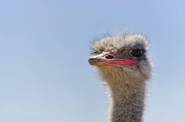 Ostrich Close up portrait with neck, Close up ostrich head against the blue sky. Struthio camelus. - 写真・画像