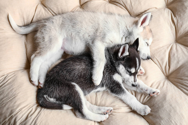 Cute Husky puppies sleeping at home - Fotografie, Obrázek