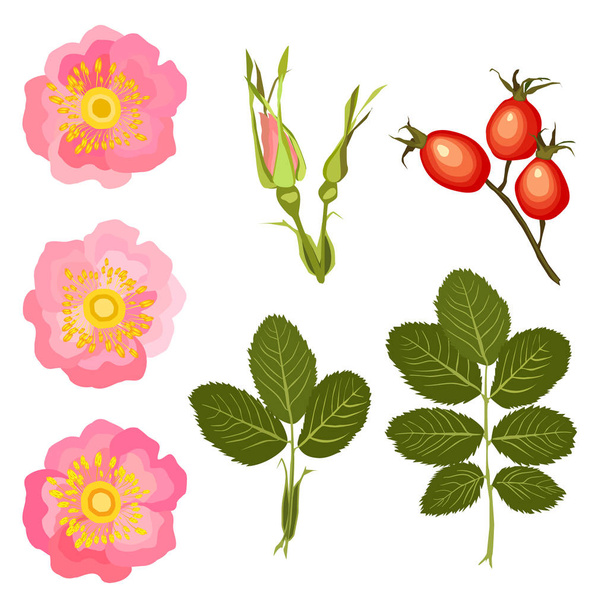 Квіти, бутони і листя дикої троянди
 - Вектор, зображення