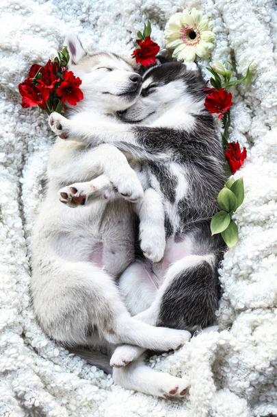 Śliczne szczenięta Husky z kwiatami spanie w domu - Zdjęcie, obraz
