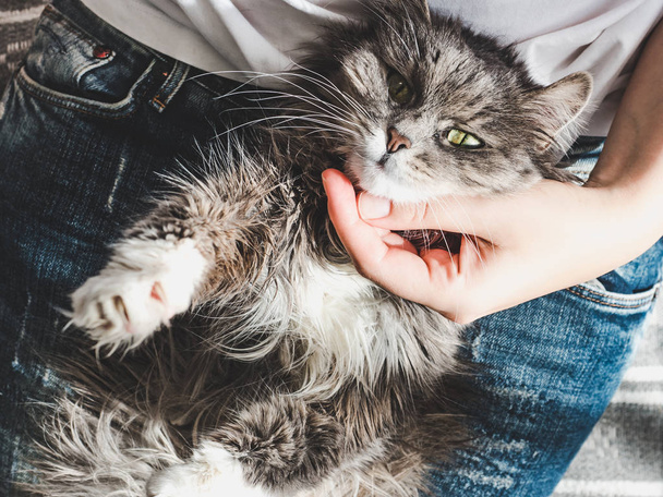 Mignon, chaton doux, couché sur les mains féminines
 - Photo, image