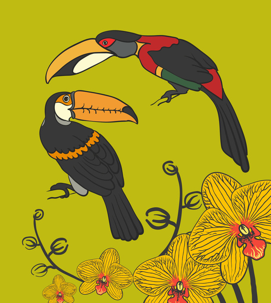 Vector drawing two toucan and orhideni - Vektor, Bild
