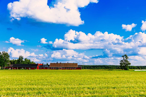 Red farm buildings and green field of summer wheat in Finland - Photo, Image