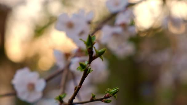 Fresh twigs of cherry with opening buds and flowers - Footage, Video
