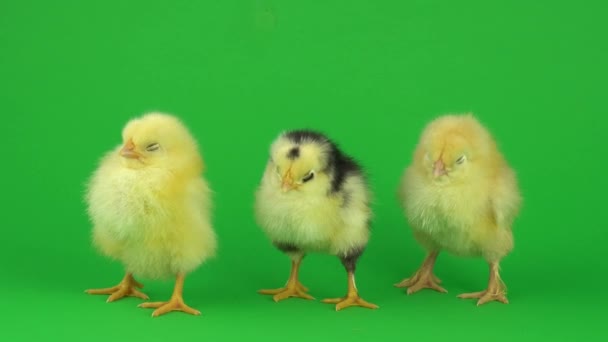 kis sárga csirke a zöld képernyő - Felvétel, videó