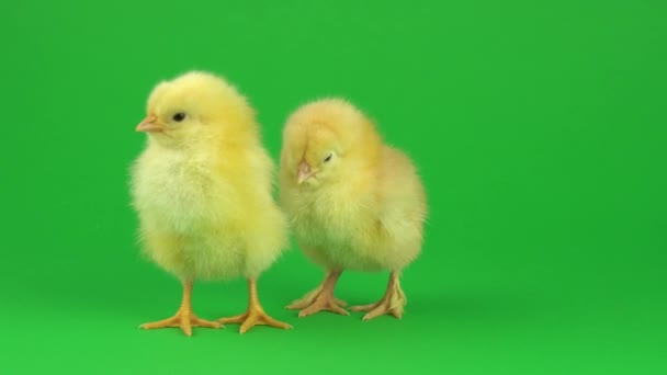 poco de pollo amarillo en una pantalla verde
 - Metraje, vídeo