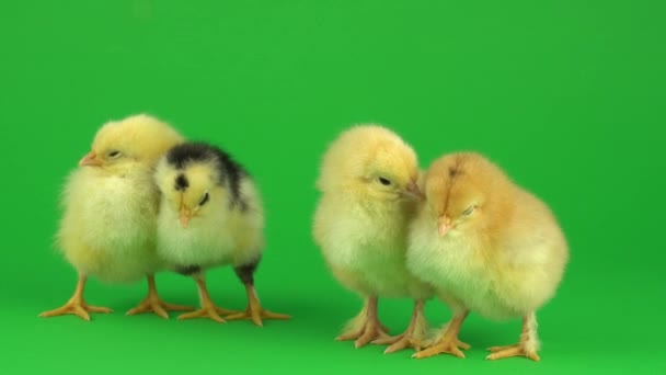 Malé žluté kuře na zelené obrazovce - Záběry, video