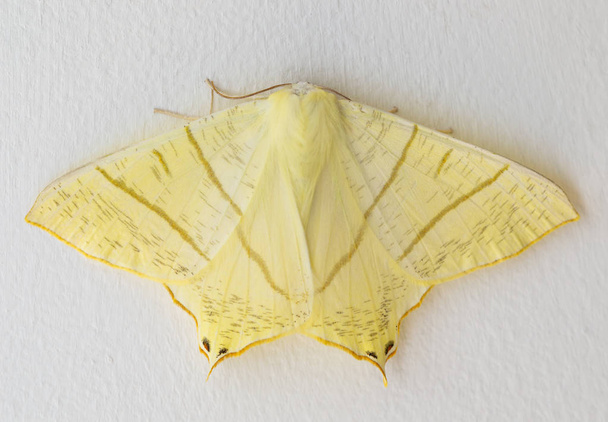 Swallow-tailed moth on a white background. - Photo, Image