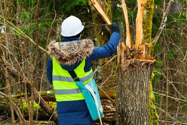Сотрудница лесного хозяйства фотографирует сломанное дерево
 - Фото, изображение