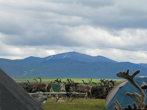 Station van rust en dwalen. Foto's van de Oeral toendra. In de nabije weergave, staande herten zijn zichtbaar, en in de verte kan men de Oeral Ridge zien met een bewolkte hemel. - Foto, afbeelding