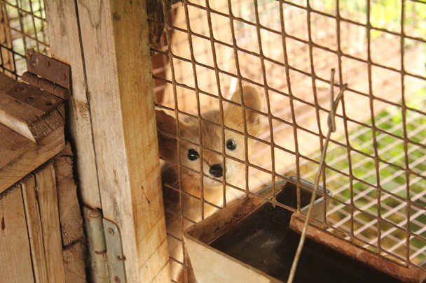 Sable en jaula para la cría de animales de peletería
 - Foto, imagen