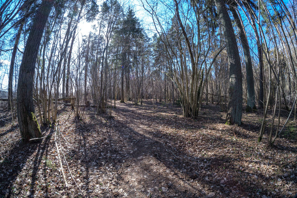 Об'єктив Фішея спотворений вид на ліс в сонячний весняний день з голими деревами і блакитним небом
 - Фото, зображення