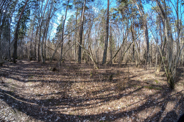 Об'єктив Фішея спотворений вид на ліс в сонячний весняний день з голими деревами і блакитним небом
 - Фото, зображення