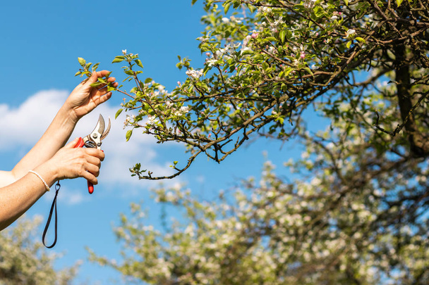 Vágás ága virágzó gyümölcsfa a metszés olló. Kertészkedés gyümölcsös tavasszal - Fotó, kép
