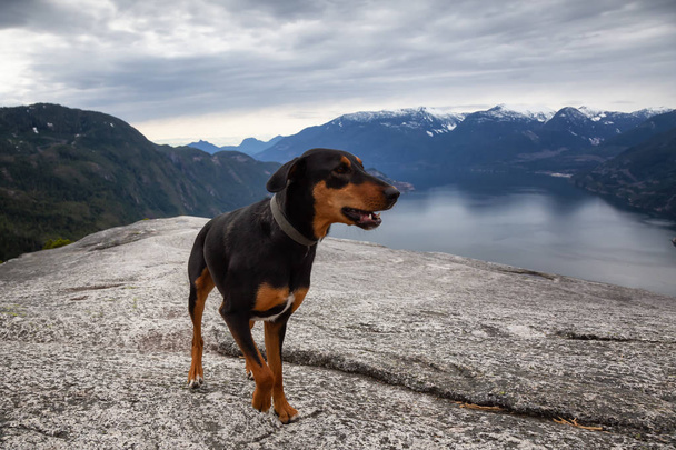 Black Dog on top of the Mountain during  a cloudy day. Taken in Squamish, North of Vancouver, BC, Canada. - Фото, изображение