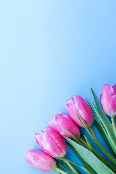 pink tulips on blue background.flowers as a gift - Photo, image