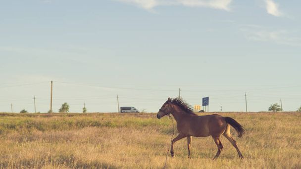 野原を横切る茶色の馬のギャロップ - 写真・画像