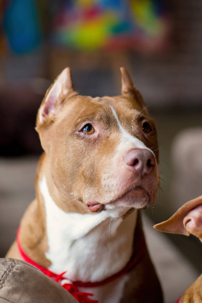 ritratto del pitbull americano Terrier dog rosso con una spazzola rossa sul collo seduta e sdraiata nello Studio
 - Foto, immagini