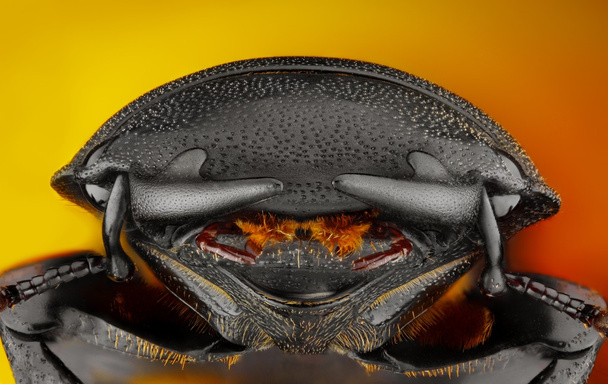 Extreme sharp and detailed study of Dorcus - Photo, Image