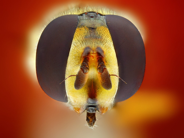 Schwebfliegenkopf extreme Nahaufnahme - Foto, Bild