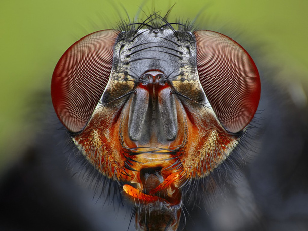 sinek kafa yakın çekim - Fotoğraf, Görsel