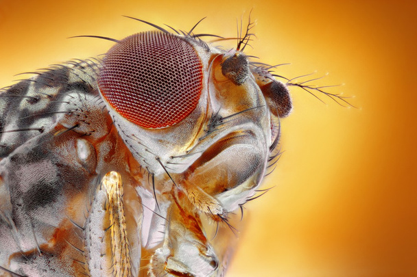 Macro mosca da fruta
 - Foto, Imagem