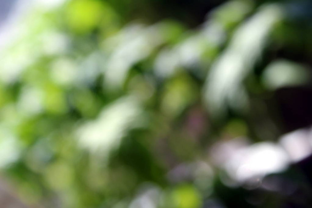 Texture blurred background lush green colors background - Φωτογραφία, εικόνα