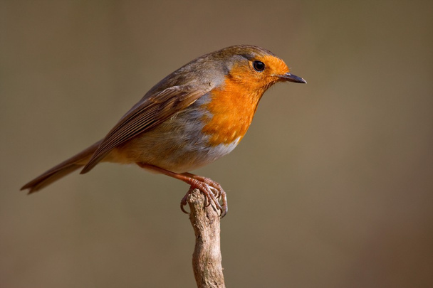 Uccello Robin
 - Foto, immagini