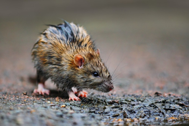 ıslak sıçan - Fotoğraf, Görsel