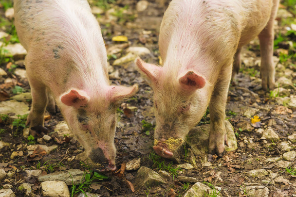 Varkens grazen op het groene gazon. Dieren in de landbouw. Rest in Georgië. Witte varkens graven in de grond. Boerderij met dieren. - Foto, afbeelding