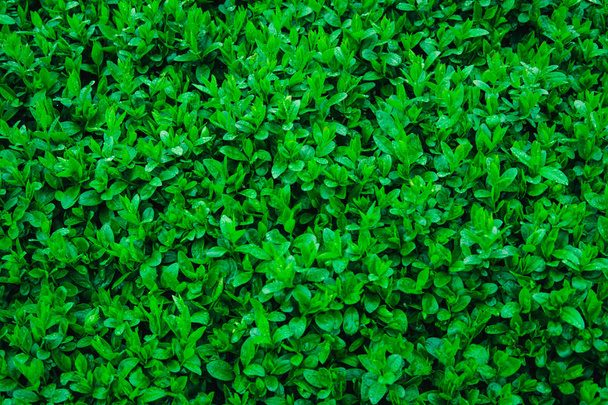 Fresh young green leaves of a shrub covered with water drops. - Foto, afbeelding