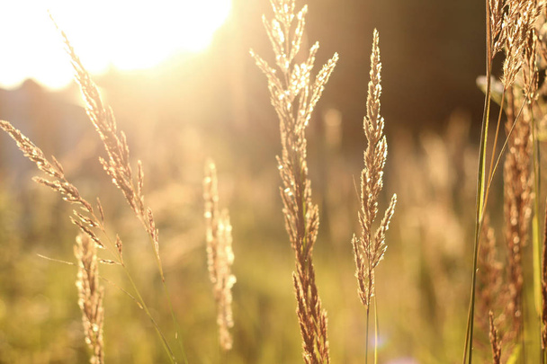 golden grass field at sunset. selective focus - Photo, Image