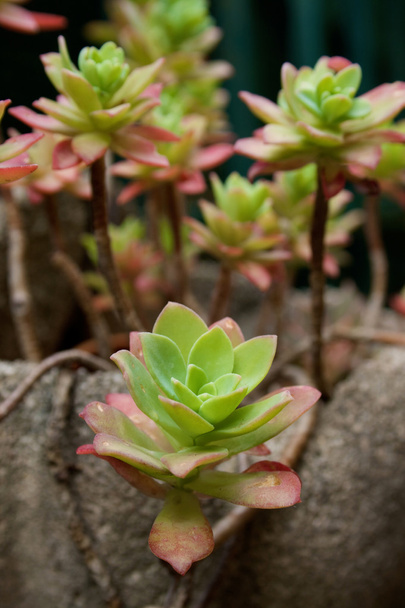 Echeveria bitki - Fotoğraf, Görsel