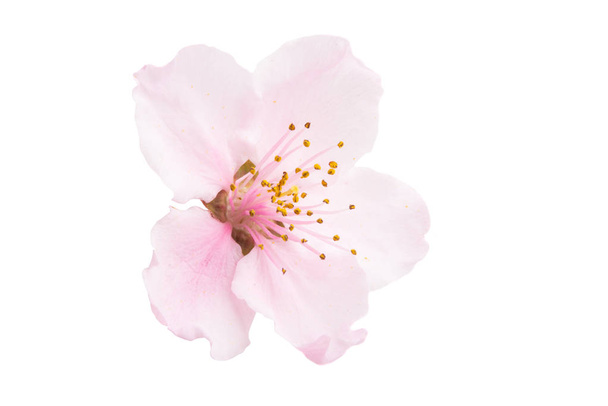 flor de sakura aislada
  - Foto, imagen