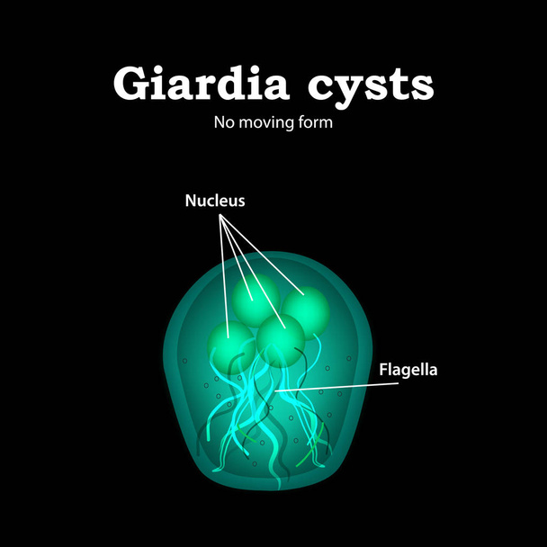 ジアルディア嚢胞の構造。ベクトルイラスト. - ベクター画像
