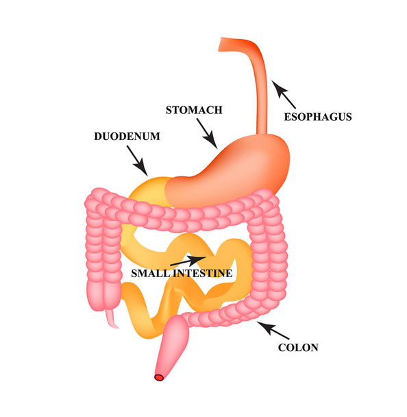 胃腸の器官。食道、胃、十二指腸、小腸、大腸。消化。インフォ グラフィック。孤立した背景のベクトル図. - ベクター画像