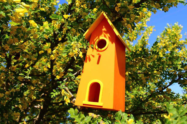 bird house in the tree - Photo, Image