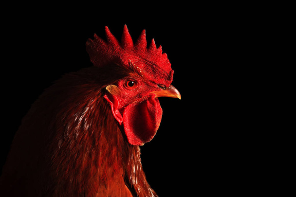 red rooster on black background - Photo, Image